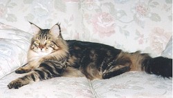 Maine Coon Cat