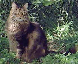 Maine Coon Cat
