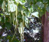 Catalpa tree