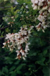 Black Locust