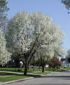 Bradford Pear