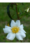 Cherokee rose