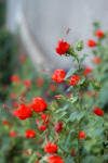 turk's cap