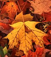 leaves