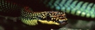Flying Snakes
